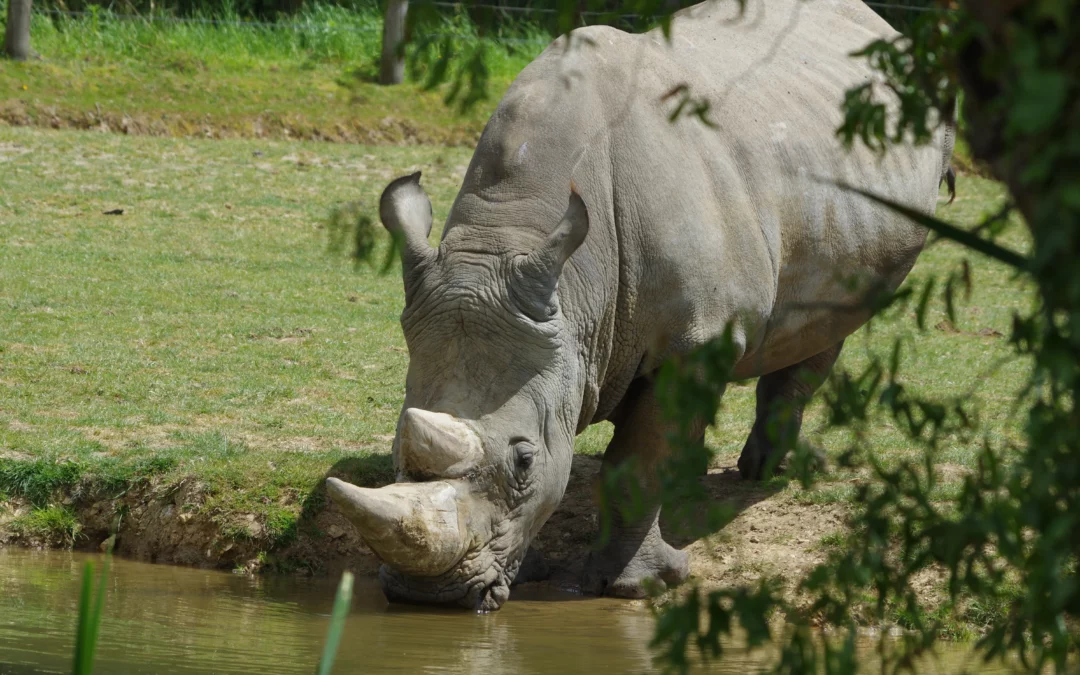 Rhinocéros Blanc