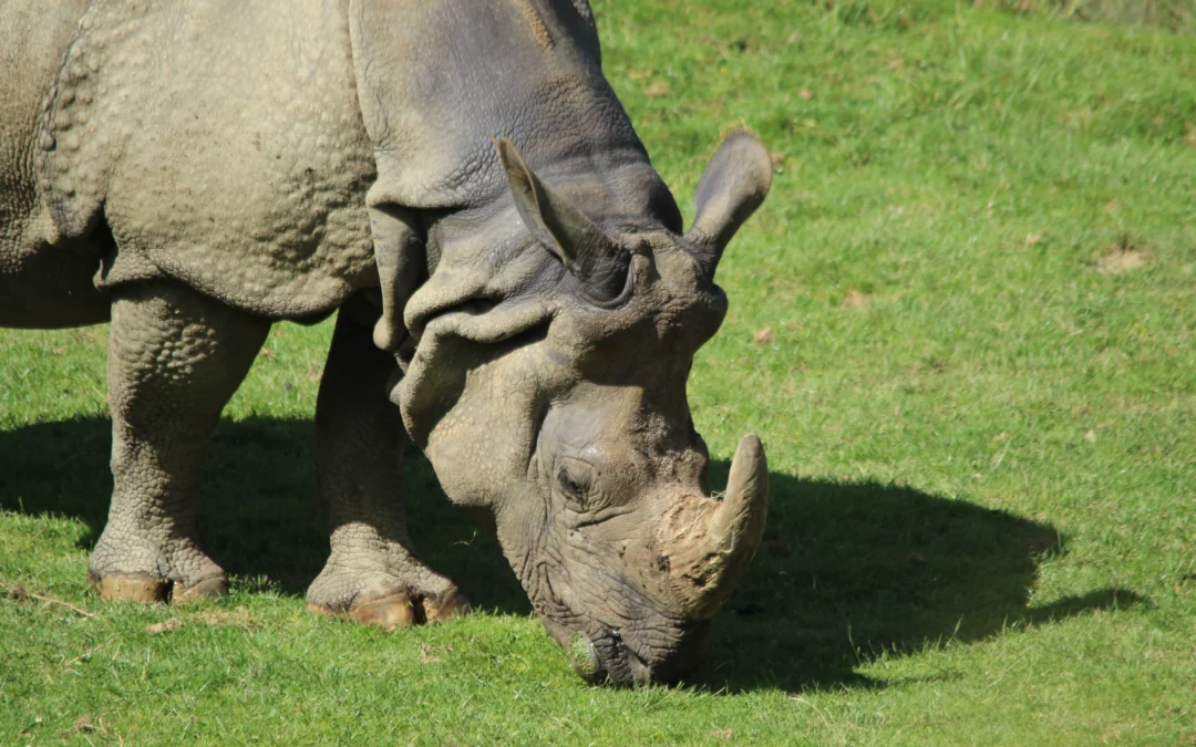 Rhinocéros indien