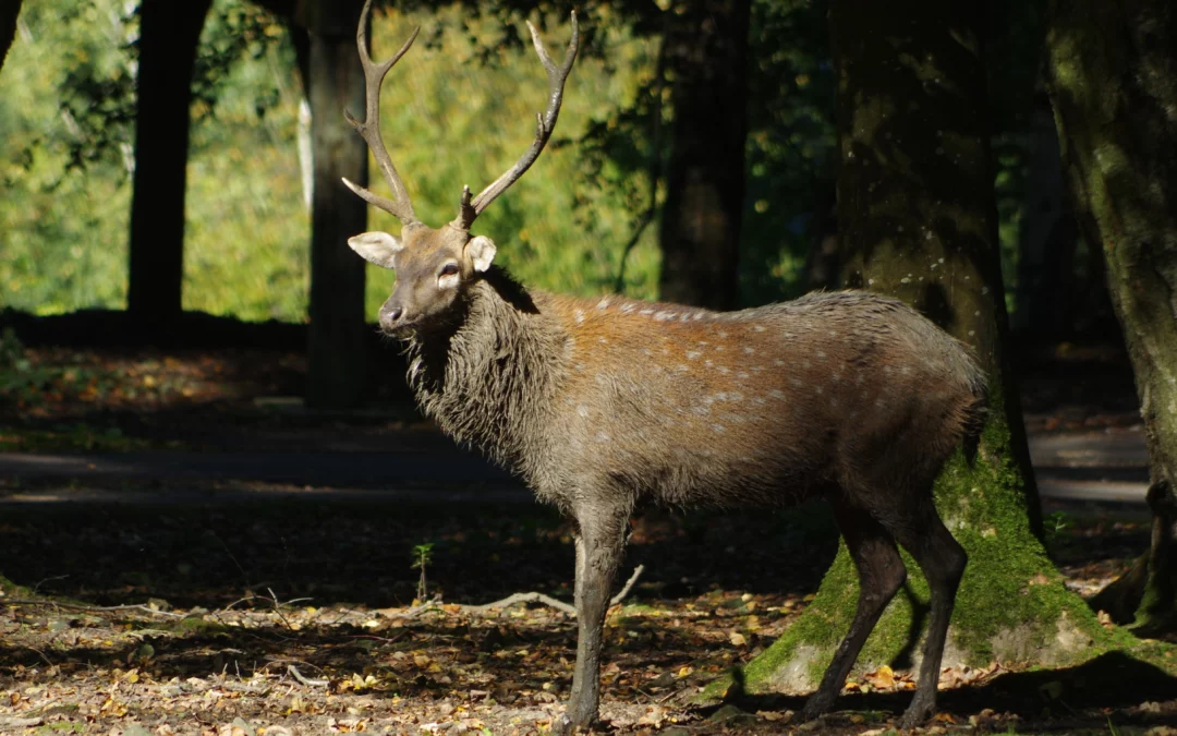 Cerf Axis