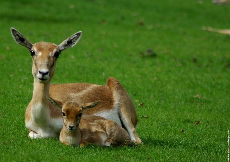 Antilope Cervicapre