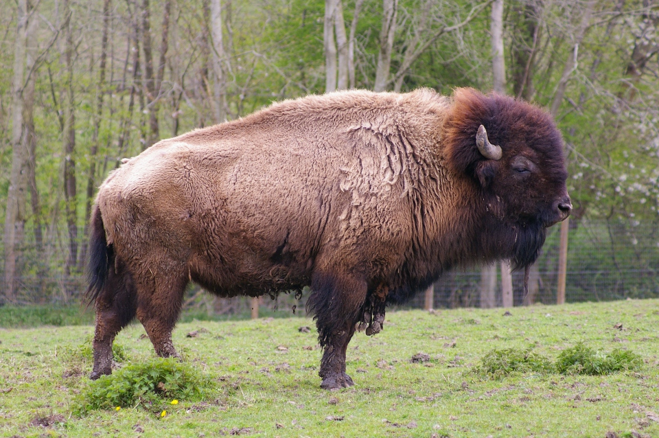 Bison