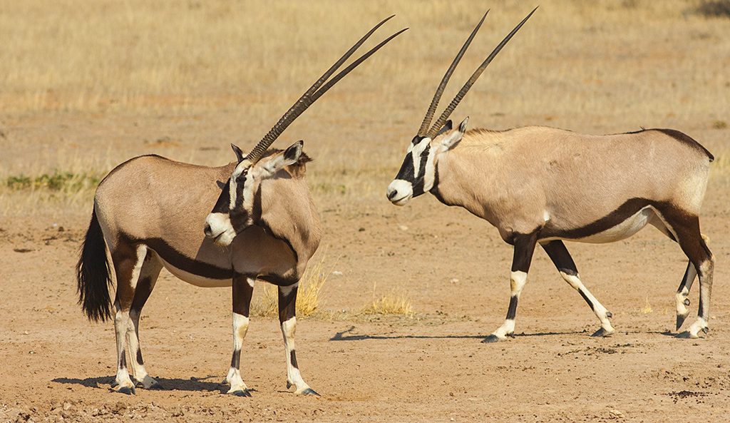 Gemsbok