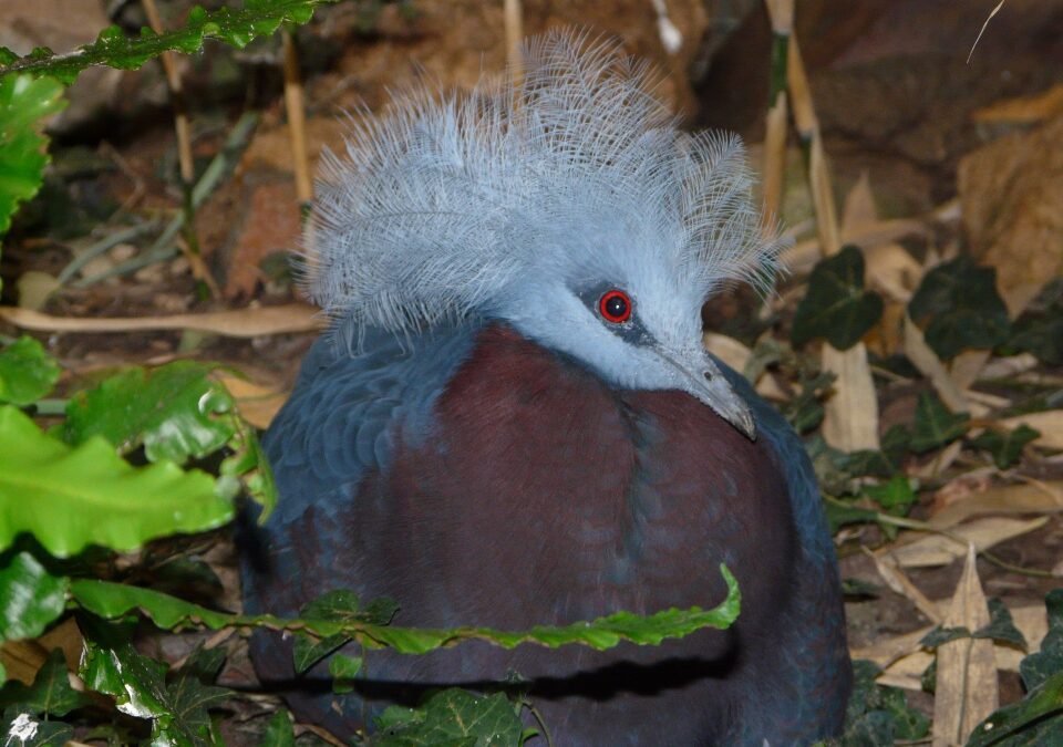 Pigeon couronnée