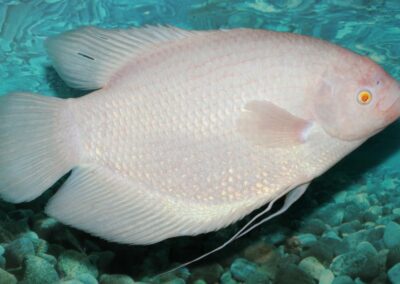 Gourami géant