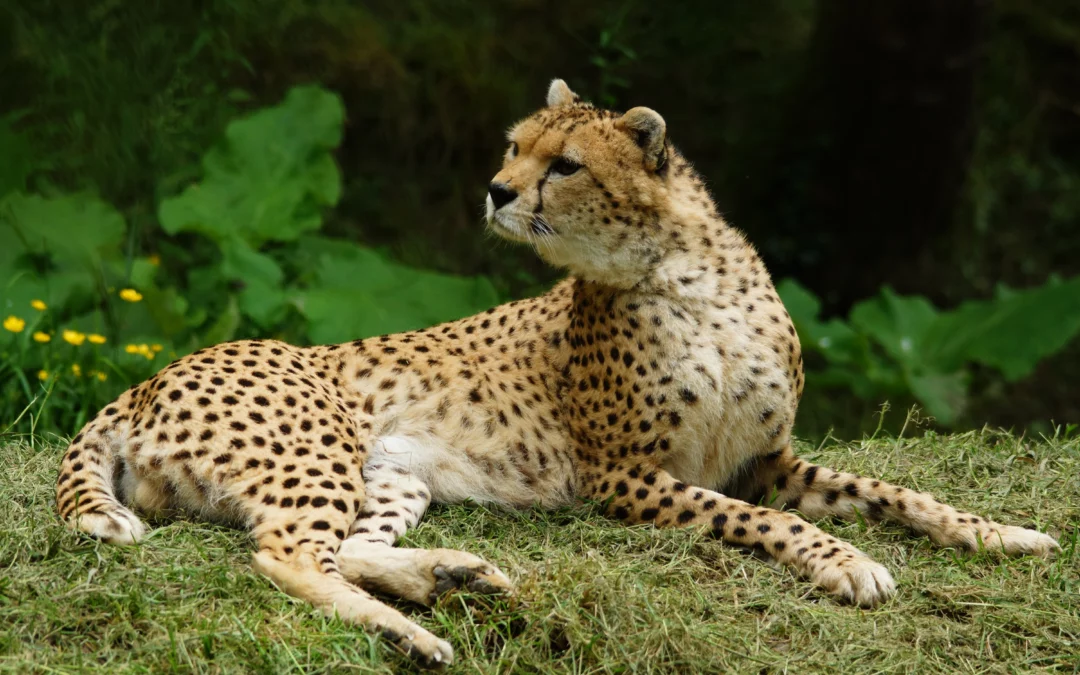Guépard du Soudan