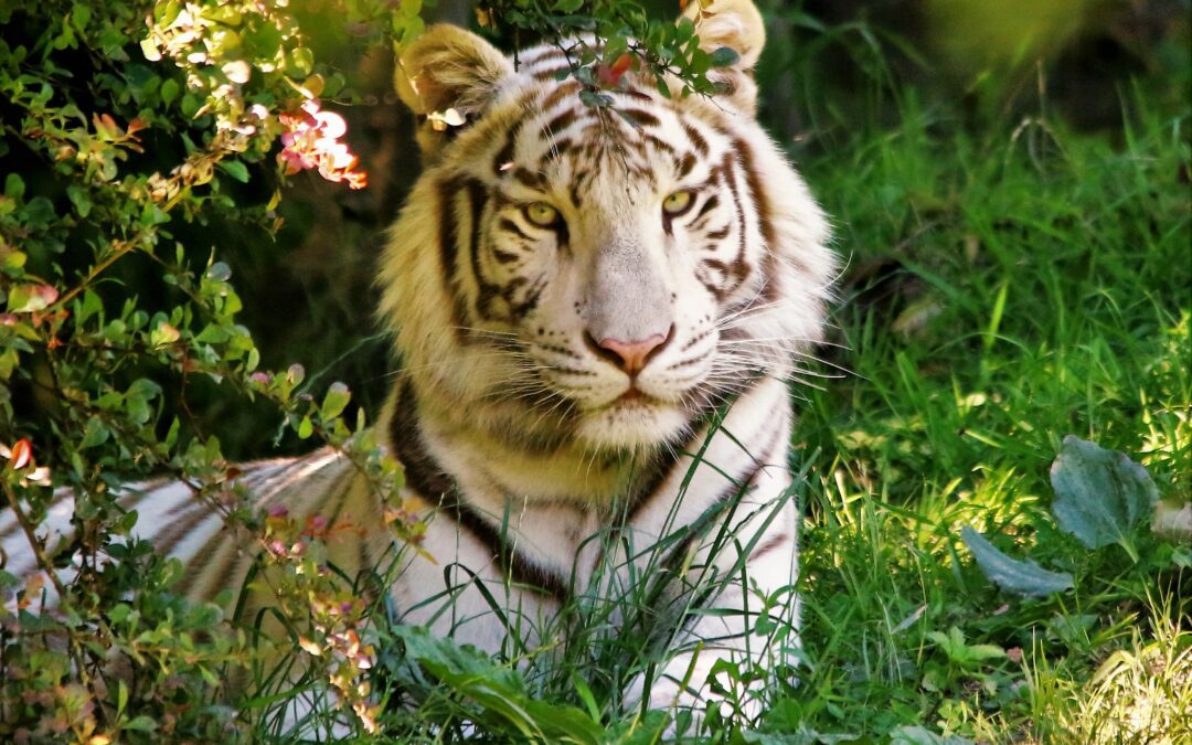 Tigre blanc