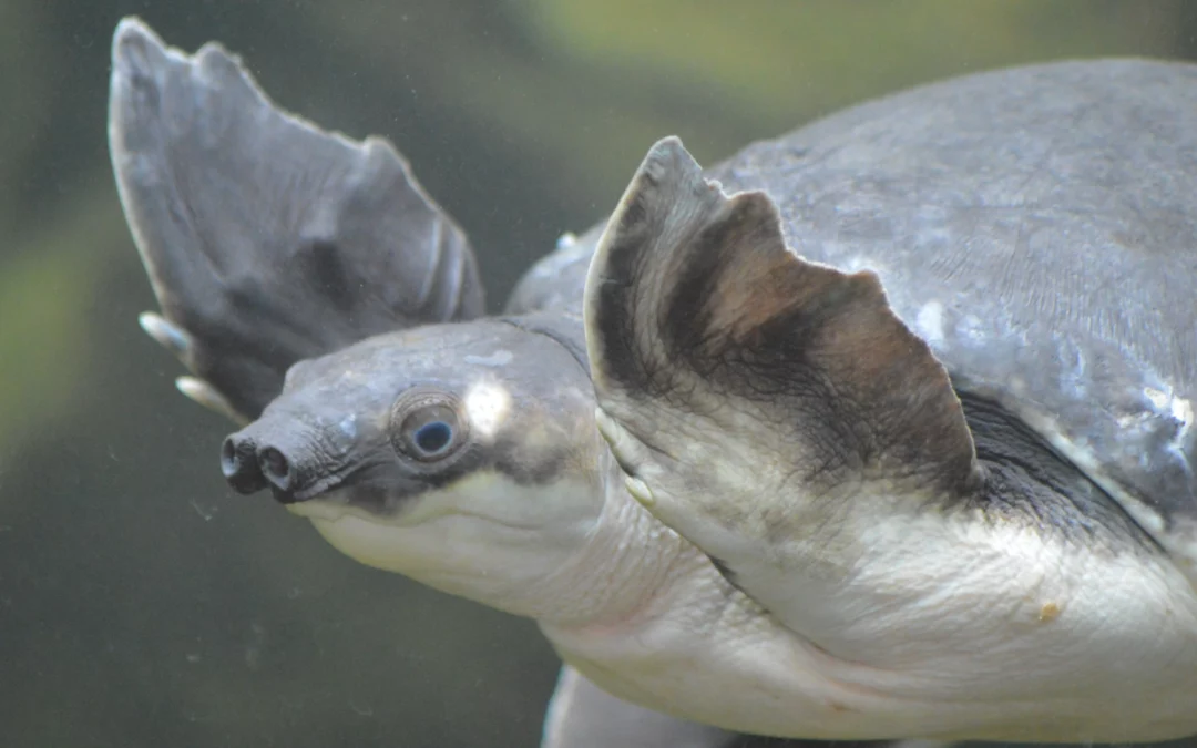 Tortue à nez de cochon