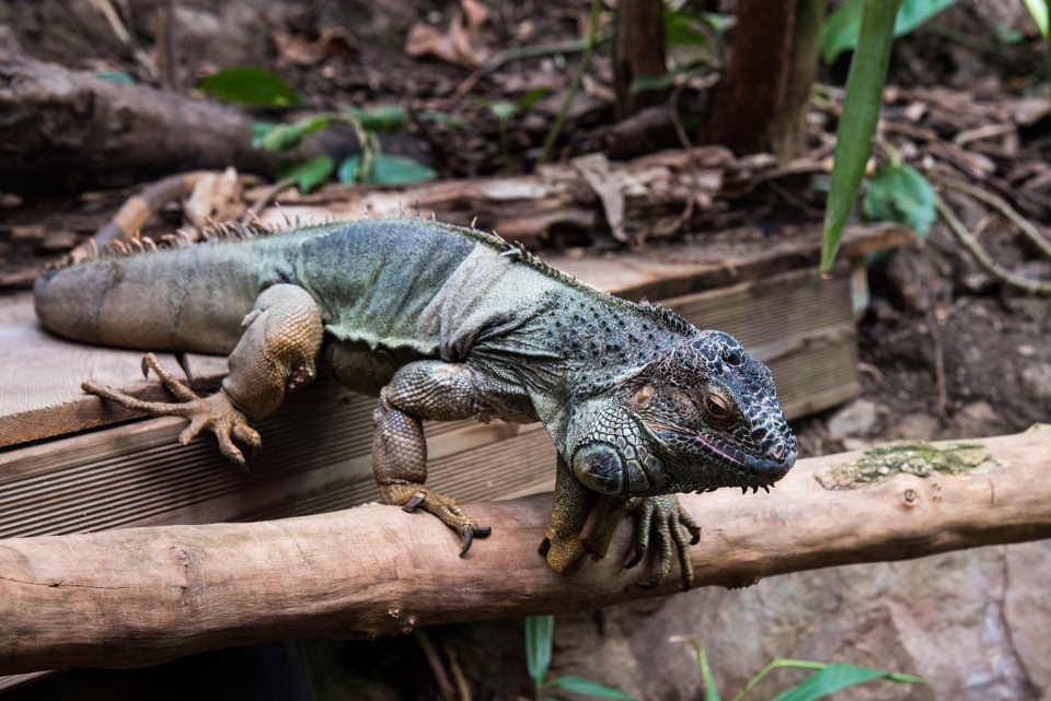 Iguane vert