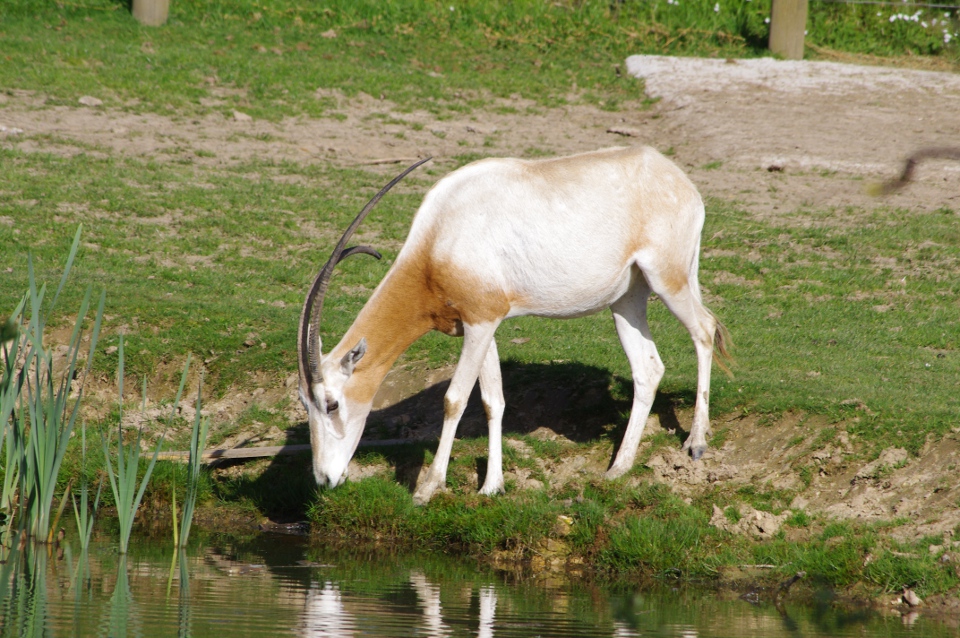 Oryx algazelle