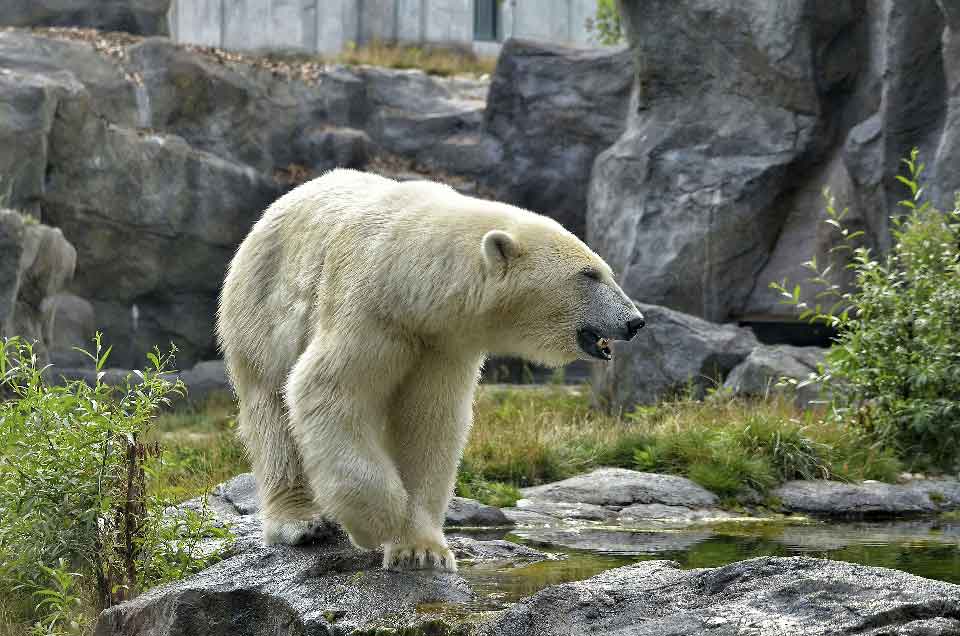 Ours polaire
