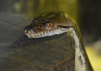 Python réticulé