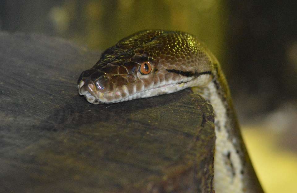 Python réticulé