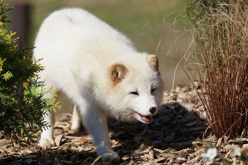 Renard polaire