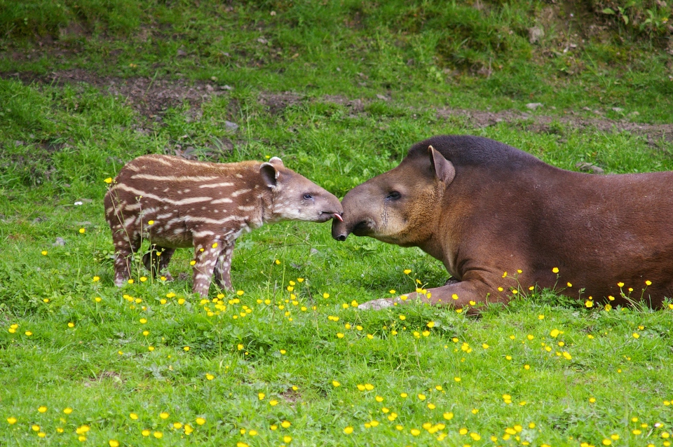 Tapir terrestre