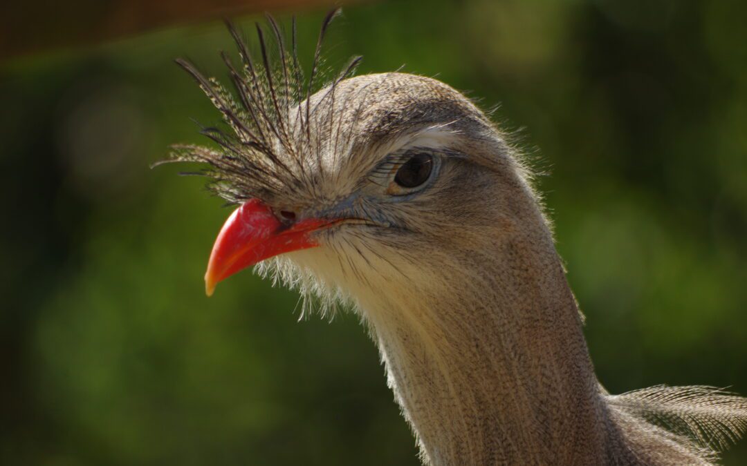 Cariama Huppé