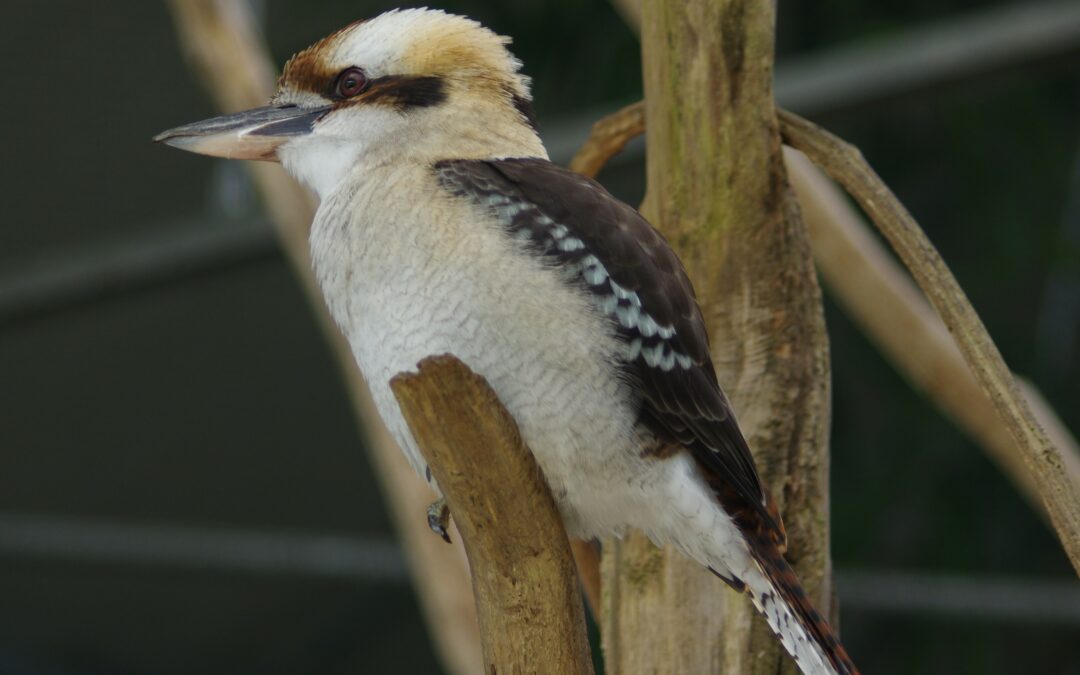 Kookaburra