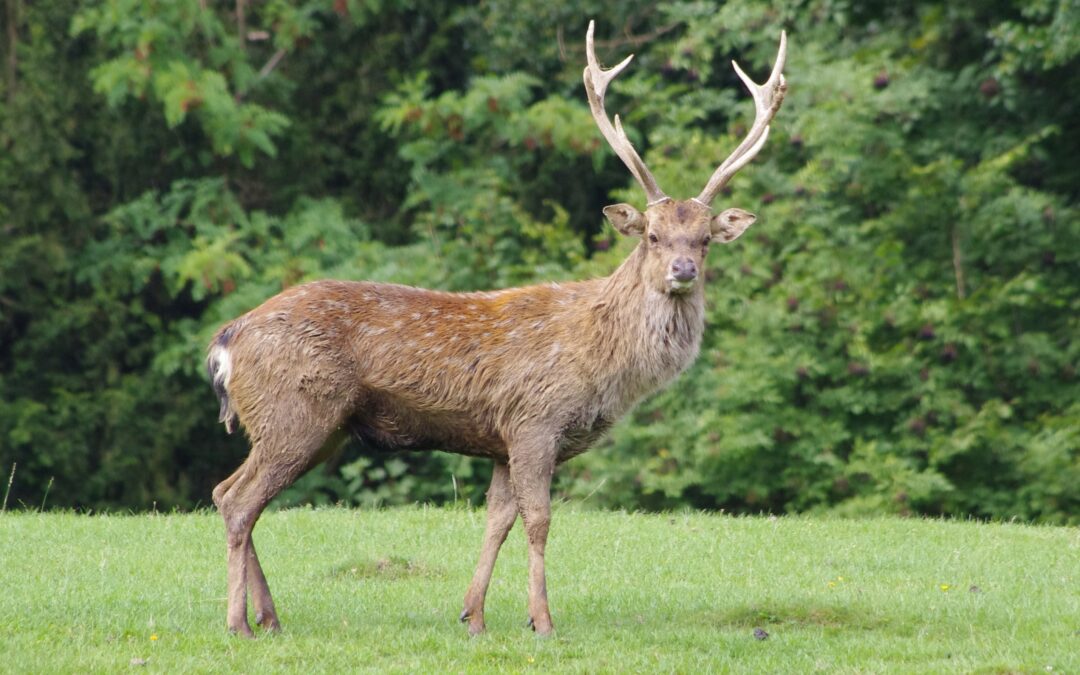 Cerf sika du vietnam