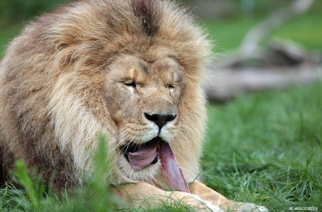 Lion