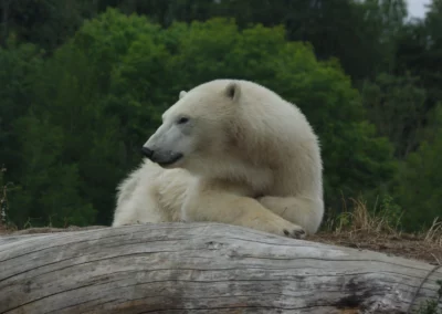 Fort comme un ours… Polaire