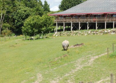 Un nouveau rhinocéros indien au CERZA
